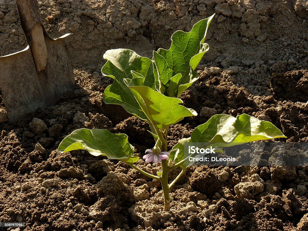 eggplant growing eggplant with first flower Agriculture Stock Photo