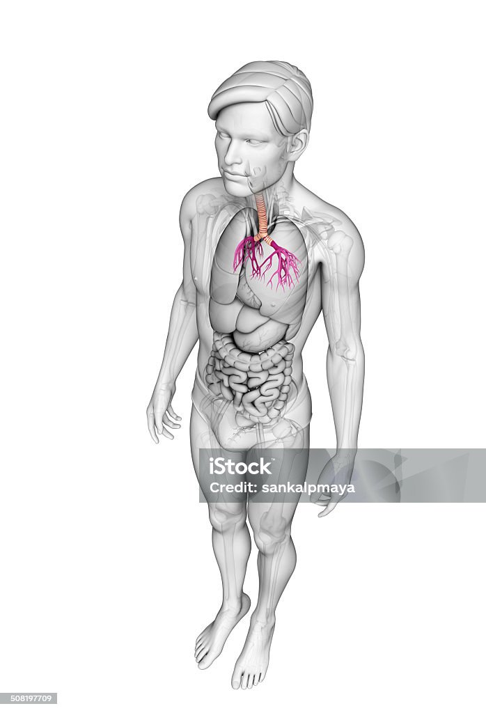 Garganta masculino anatomia - Foto de stock de Abdome royalty-free