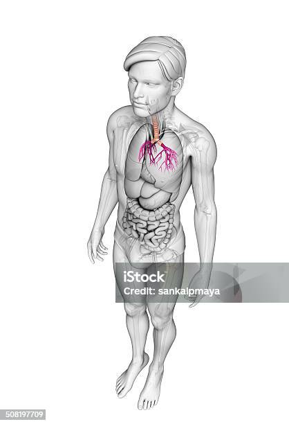 Foto de Garganta Masculino Anatomia e mais fotos de stock de Abdome - Abdome, Abdômen Humano, Anatomia