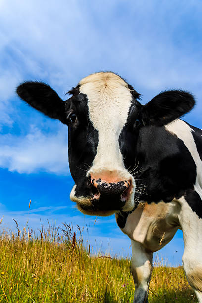 istock Curious dairy cow close-up in field 508198431