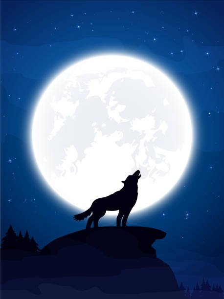 Wolf and Moon Halloween theme, night background with wolf and Moon, illustration. halloween moon stock illustrations