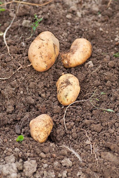 istock freshly harvested potatoes on the ground 508198769