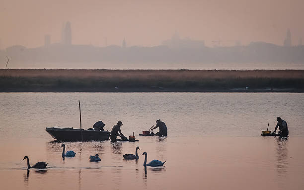 漁師から収集貝ラグナヴェネタ、イタリア。 - swan bird water fog ストックフォトと画像