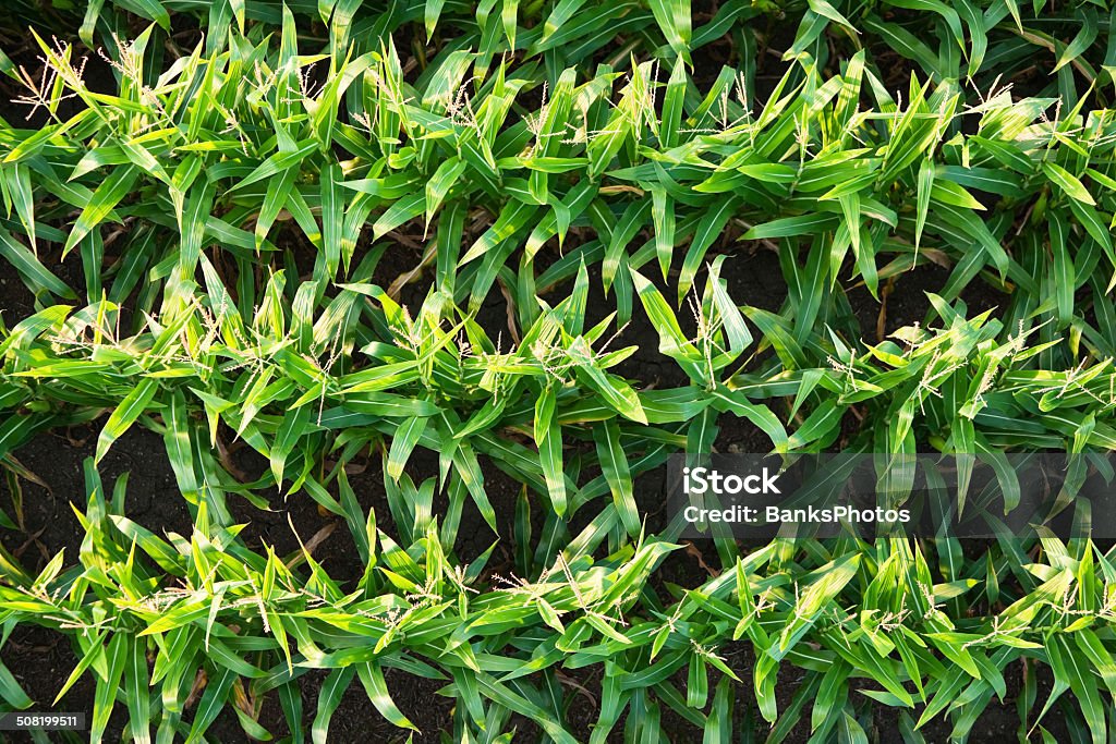 Mediados de verano Corn Field desde arriba - Foto de stock de Agricultura libre de derechos