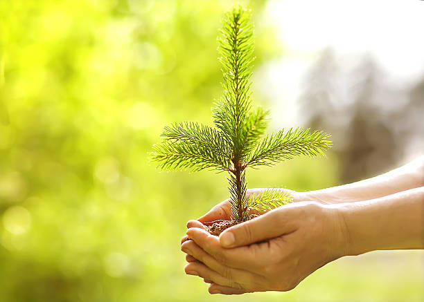istock Spruce sapling in hands. The leaves of rays of sunlight. 508199701