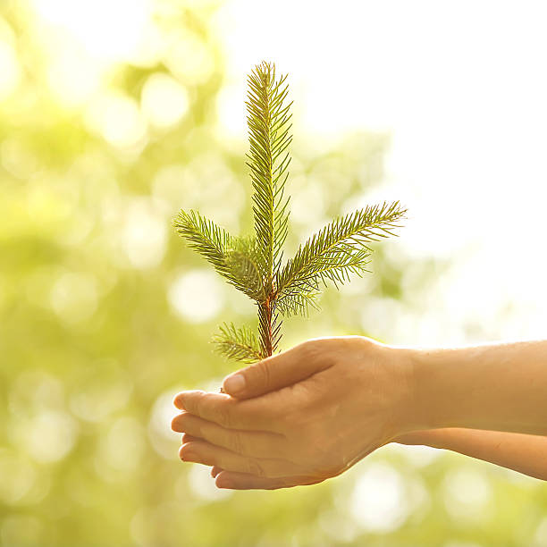 istock Spruce sapling in hands. The leaves of rays of sunlight. 508199703