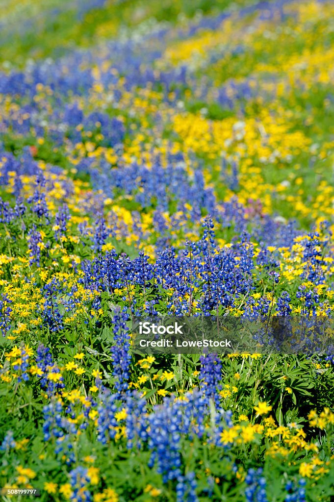 Alpine Wildflowers Up on the highest reach of the Mt.Baker/Heliotrope Ridge trail the wildflowers of August carpet huge meadows. Lupine, indian paintbrush, and yellow asters are predominant. Flower Stock Photo