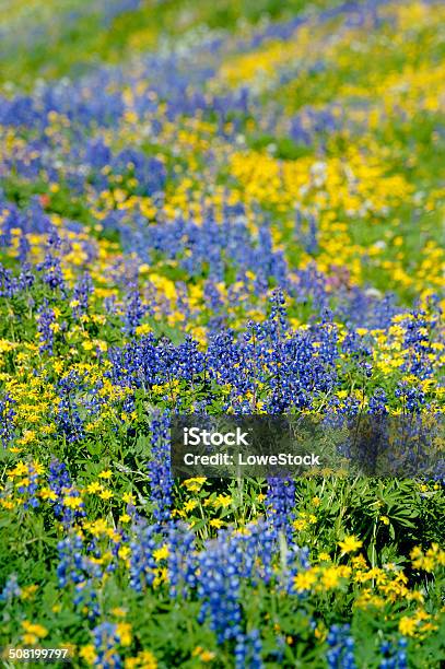 Alpine Wildflowers Stock Photo - Download Image Now - Flower, Washington State, Aster