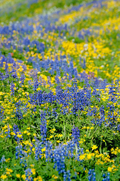 wildflowers alpino - north cascades national park mountain flower wildflower imagens e fotografias de stock