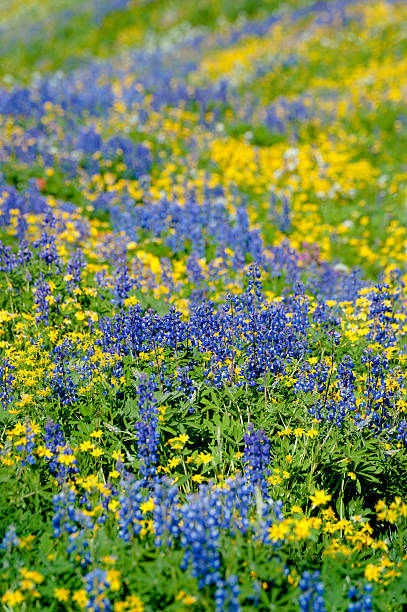 горнолыжный wildflowers - north cascades national park pacific northwest flower cascade range стоковые фото и изображения