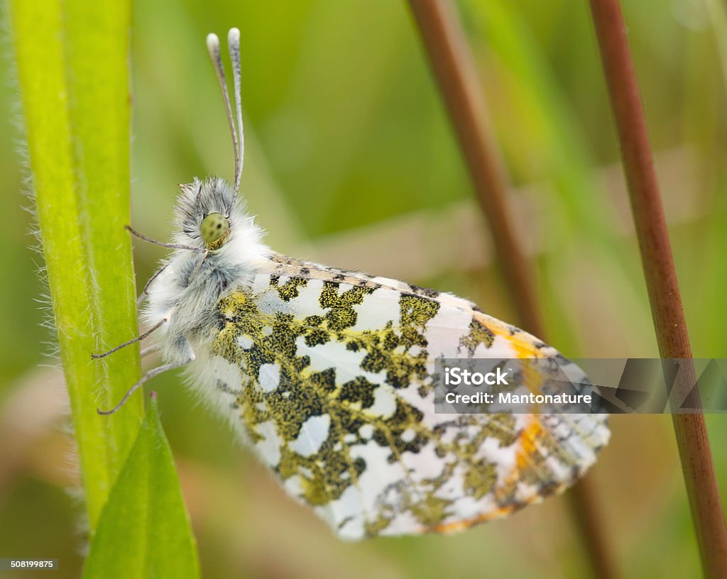 Оранжевый-tip (Anthocharis cardamines) (самцы) - Стоковые фото Orange Tip Butterfly роялти-фри