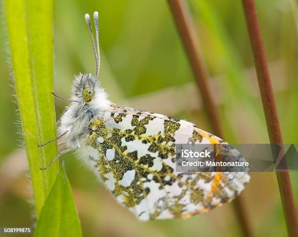 Оранжевыйtip — стоковые фотографии и другие картинки Orange Tip Butterfly - Orange Tip Butterfly, Бабочка, Белый