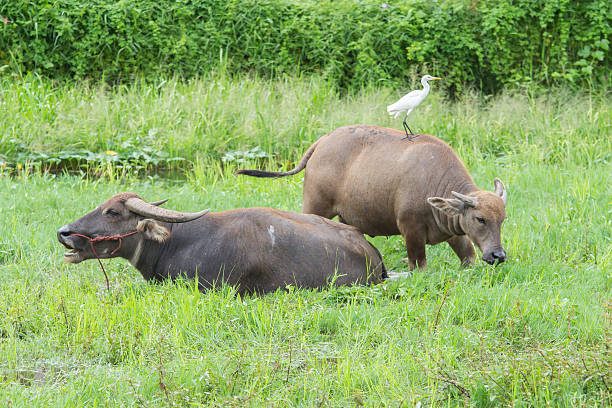 istock buffalo in grass field 508200095
