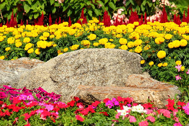 Flower gardens in Thailand