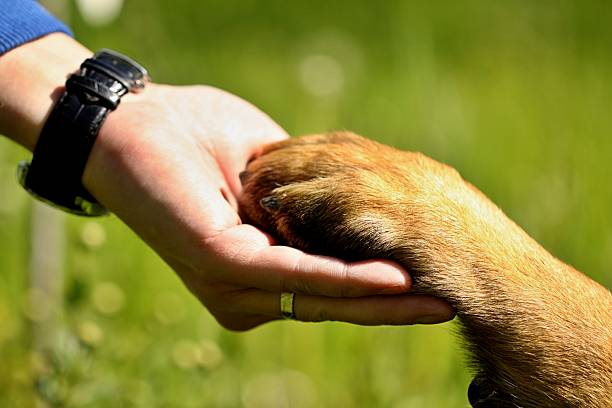 istock Dog paw and man hand 508200469