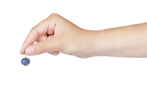 female teen hand holding ripe blueberry, isolated on white