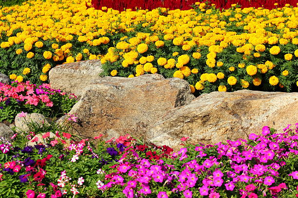 Flower gardens in Thailand