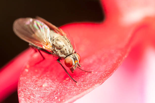 istock Closeup of a fly with red eyes 508200823