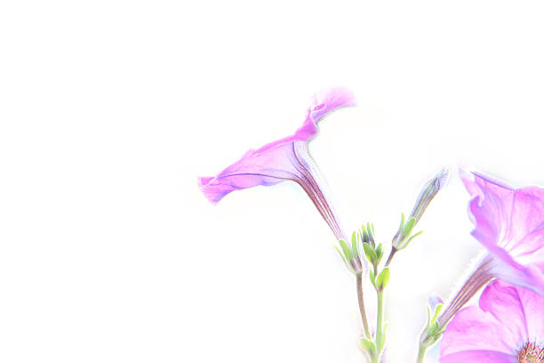 istock pink flowers on a white background 508201387