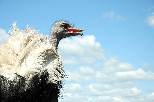 autruche - young bird beak feather ostrich photos et images de collection
