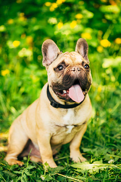 istock Dog French Bulldog 508201887