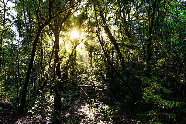 istock Rainforest at Doi Pha Hom Pok in Chiang Mai, Thailand. 508207256