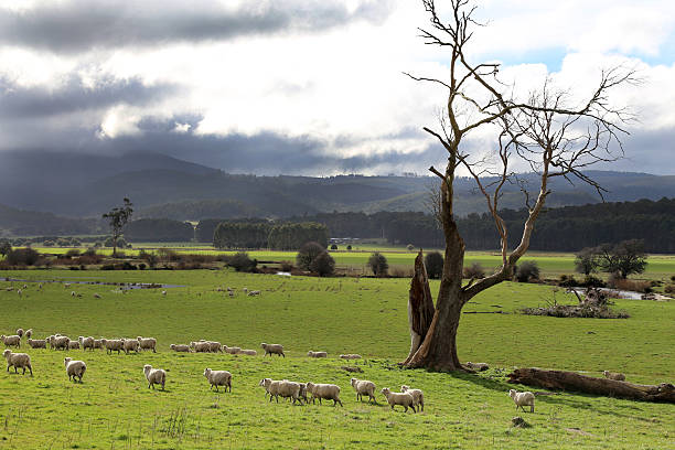 Winter in Tasmania, sheep grazing on a rural country farm in the outskirts of Launceston.