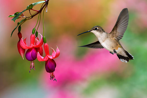 istock Hummingbird feeding on Hardy Fuchsia Plant 508208314