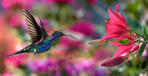 istock Male violet sabrewing (Campylopterus hemileucurus) in flight 508208340