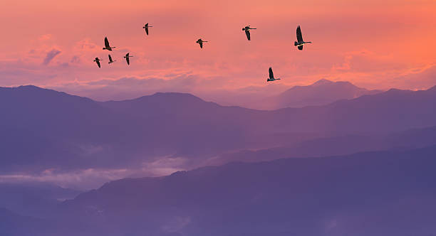 istock Sandhill Cranes Silhouetted in Sunrise 508208400