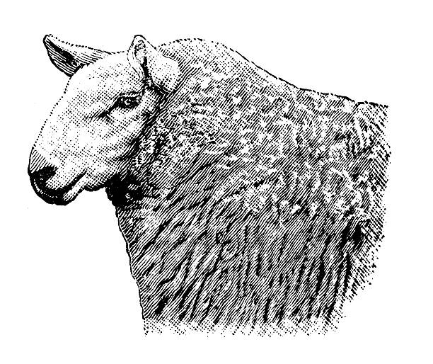 Antique illustration of Cheviot Ewe 