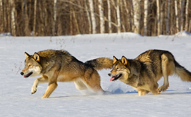 wolves de courir en hiver - loup photos et images de collection