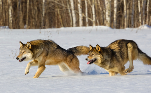 Gray Wolves Running in Snow  