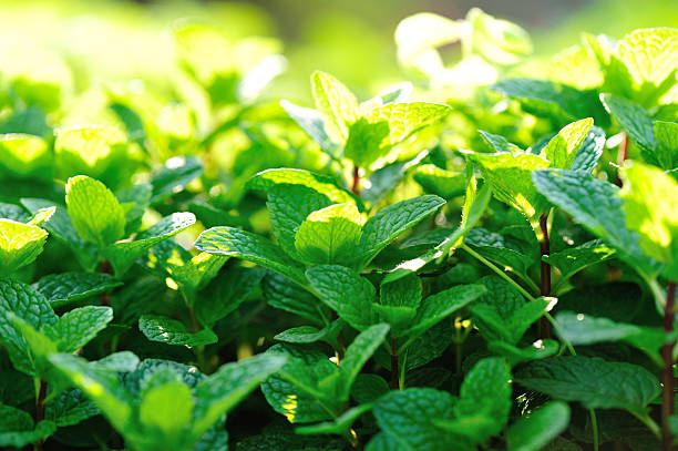 istock mint plant grow at vegetable garden 508209096