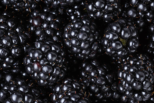 istock ripe organic blackberries close up 508209119