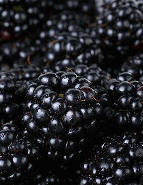 istock ripe organic blackberries close up 508209125