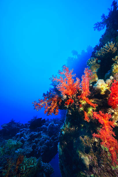 Underwater  sea life - coral reef. Prickly alcyonarian (Dendronephthya sp.),  deep in tropical sea. 