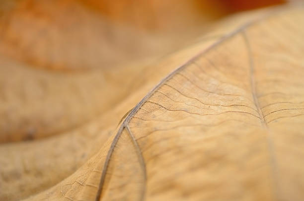 istock dry leaf texture,shallow depth of field. 508209654