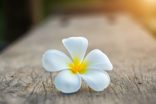 istock frangipani flower in the morning. 508209893
