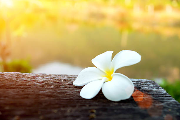 istock frangipani flower in the morning. 508210083