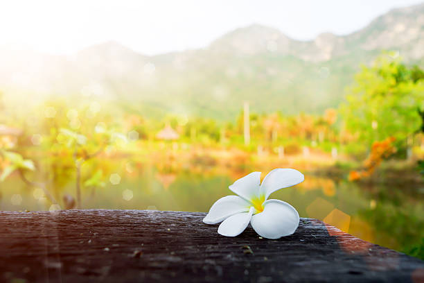 istock frangipani flower in the morning. 508210085