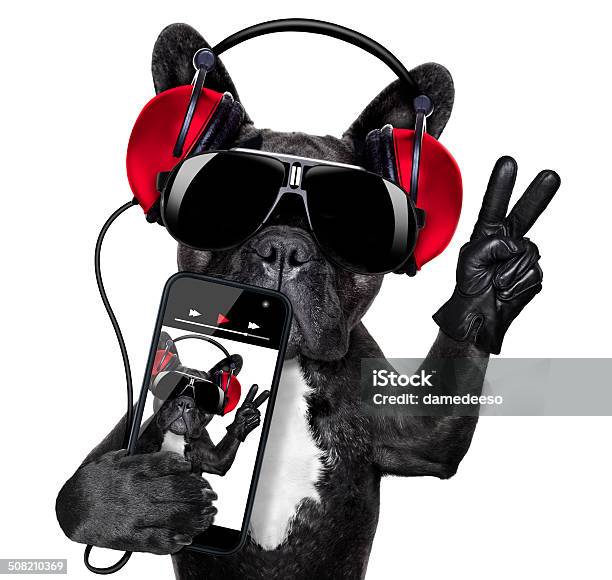 Dj Dog Stock Photo - Download Image Now - Rock Music, Animal, Dog