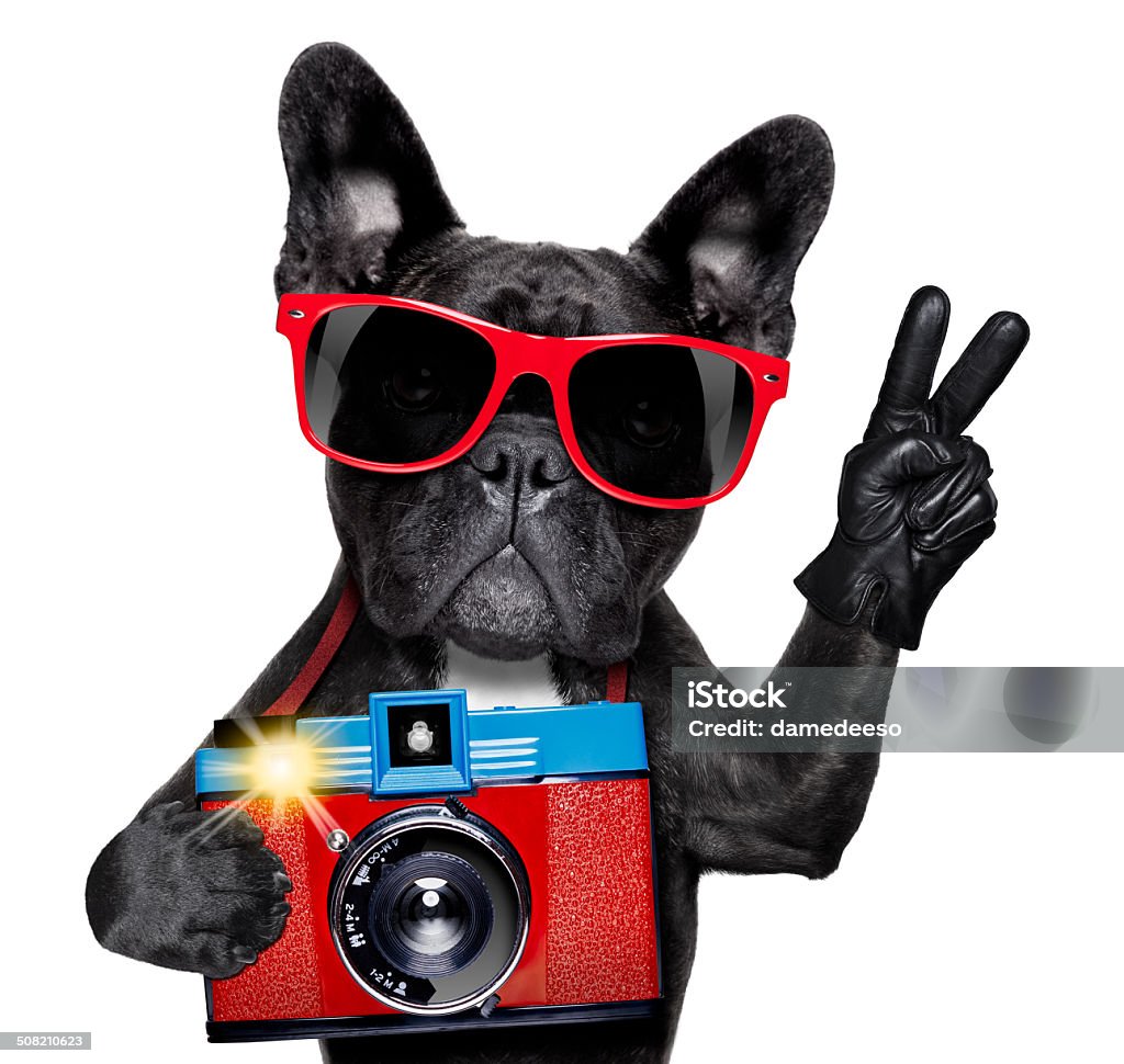 dog photographer cool tourist photographer dog taking a snapshot or picture with a retro old camera Dog Stock Photo