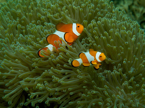 istock Anemone fish with Sea Anemone 508210786