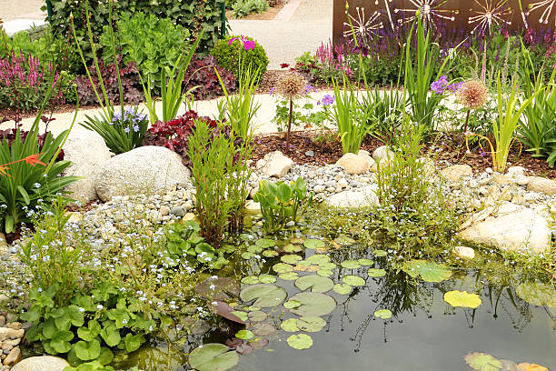 schöner garten mit teich - water lily lily water water garden stock-fotos und bilder