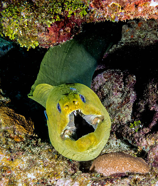 Green moray eel coming out of a shipwreck in the Bahamas.