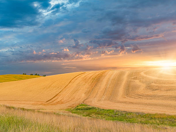 campo di grano nel tramonto, palouse, washington, stati uniti - palouse foto e immagini stock