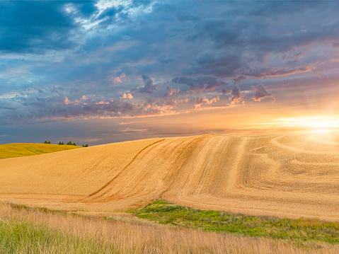 wheat field in sunset, Palouse, WA, USA.