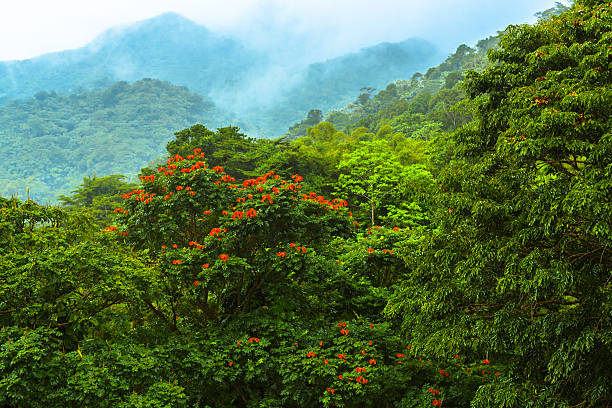 albero in fiore di foresta pluviale - tropical rain forest foto e immagini stock