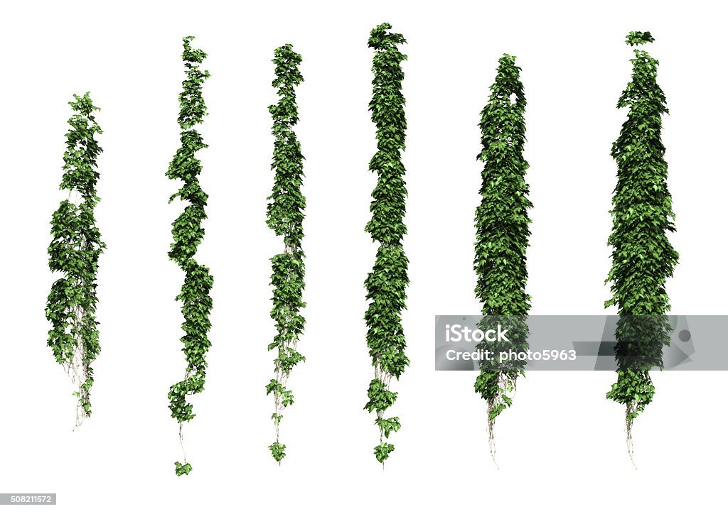 ivy ivy leaves isolated on a white background. Creeper Plant Stock Photo
